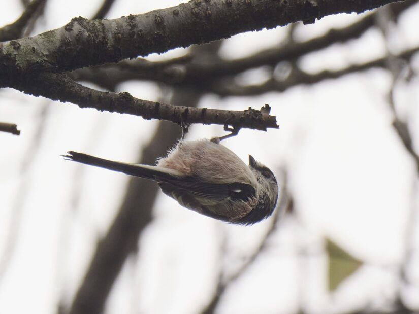 DC-G9M2 ( f/13, 1/640sec, ISO-400, 400mm )