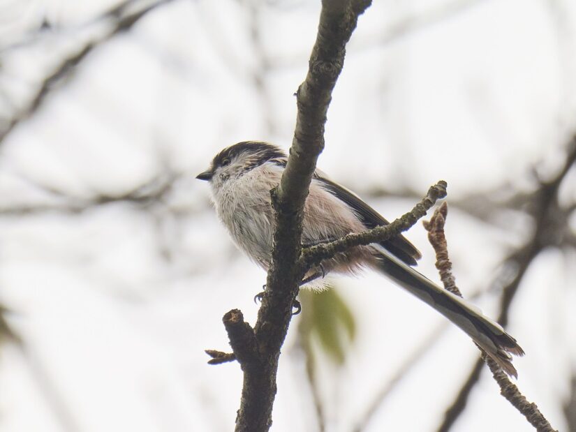DC-G9M2 ( f/13, 1/640sec, ISO-500, 400mm )