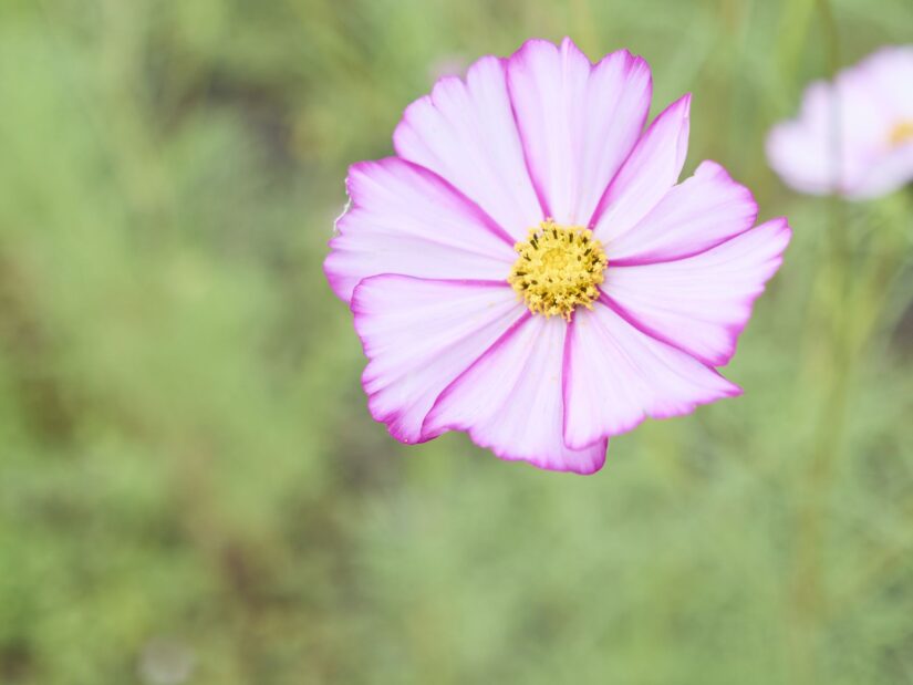 DC-G9M2 ( f/2.8, 1/1600sec, ISO-100, 27mm )