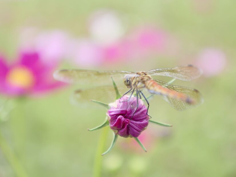 DC-G9M2 ( f/2.8, 1/800sec, ISO-100, 35mm )