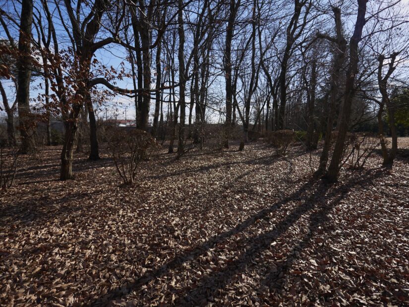 DC-GF9 ( f/1.8, 1/3200sec, ISO-200, 9mm )