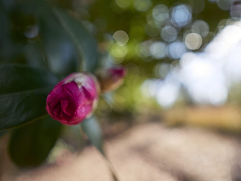 DC-GF9 ( f/1.7, 1/1600sec, ISO-200, 9mm )