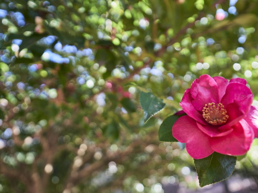 DC-GF9 ( f/1.7, 1/320sec, ISO-200, 9mm )