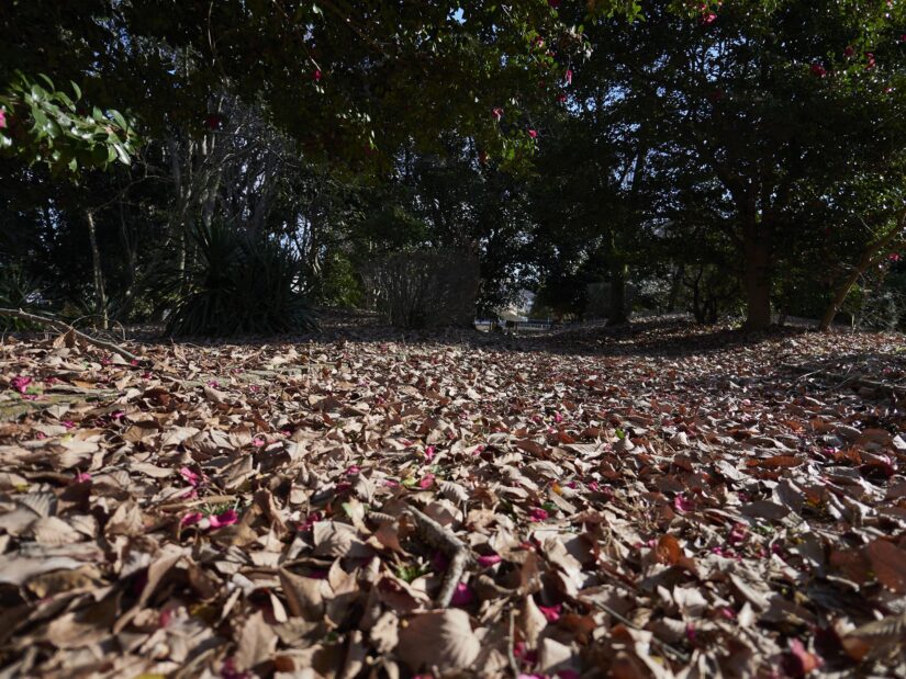 DC-GF9 ( f/1.7, 1/2000sec, ISO-200, 9mm )