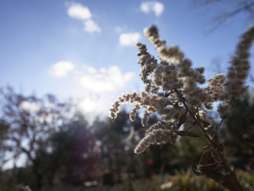 DC-GF9 ( f/1.7, 1/13000sec, ISO-200, 9mm )