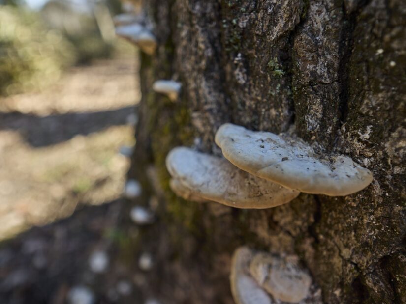 DC-G9M2 ( f/1.8, 1/500sec, ISO-100, 9mm )