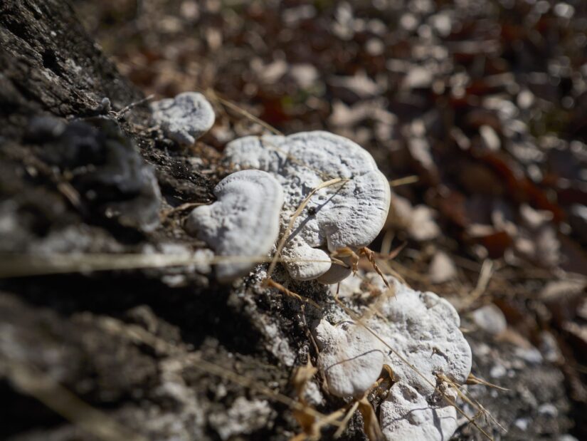 DC-G9M2 ( f/1.8, 1/6400sec, ISO-100, 9mm )