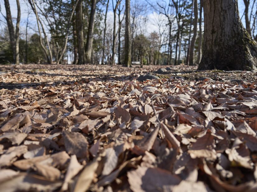 DC-G9M2 ( f/1.7, 1/1600sec, ISO-100, 9mm )