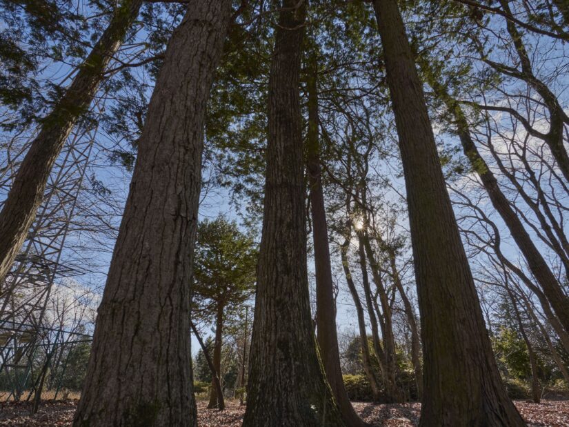 DC-G9M2 ( f/8, 1/160sec, ISO-100, 9mm )