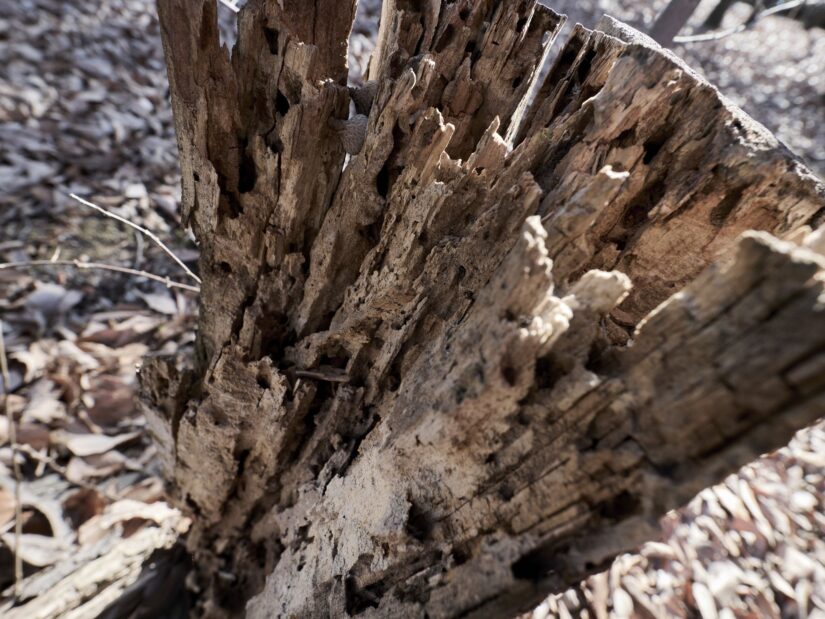 DC-G9M2 ( f/6.3, 1/60sec, ISO-160, 9mm )