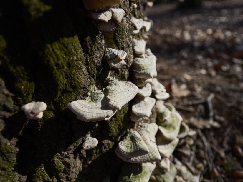 DC-G9M2 ( f/1.7, 1/5000sec, ISO-100, 9mm )