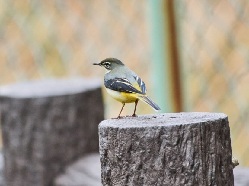 OM-3 ( f/6.3, 1/400sec, ISO-1600, 400mm )