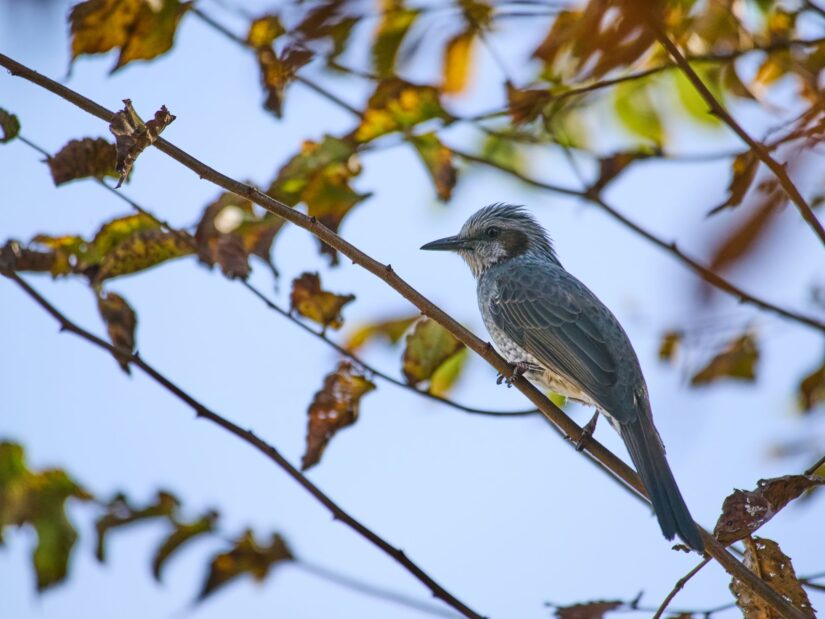 OM-3 ( f/6.3, 1/1600sec, ISO-320, 400mm )