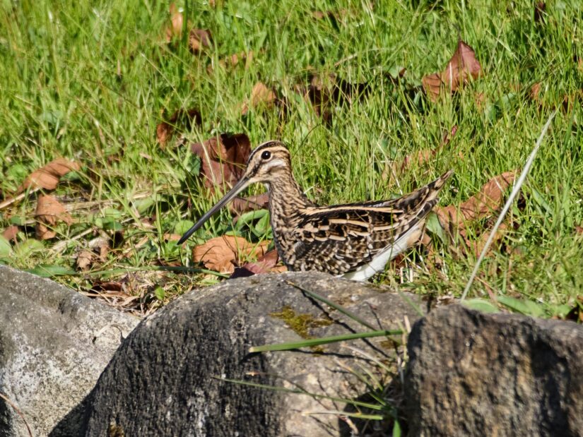 OM-3 ( f/6.3, 1/2000sec, ISO-1000, 400mm )