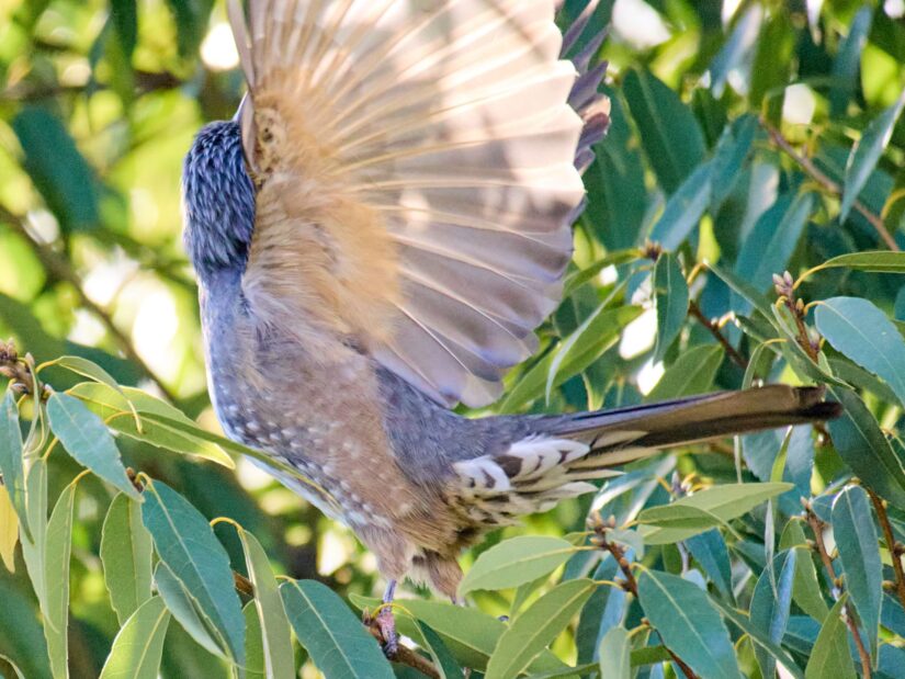 OM-3 ( f/6.3, 1/2000sec, ISO-4000, 400mm )