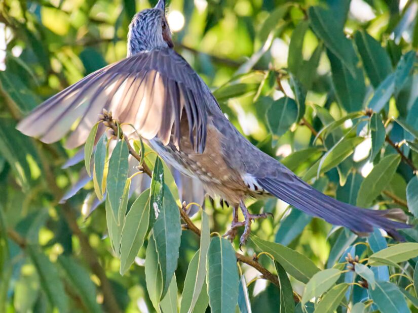 OM-3 ( f/6.3, 1/2000sec, ISO-4000, 400mm )