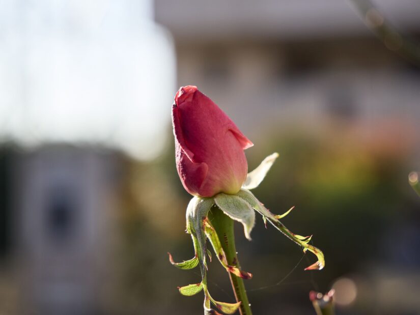 OM-3 ( f/4, 1/640sec, ISO-200, 45mm )