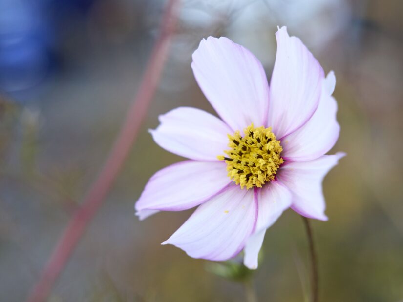 OM-3 ( f/4, 1/400sec, ISO-200, 45mm )