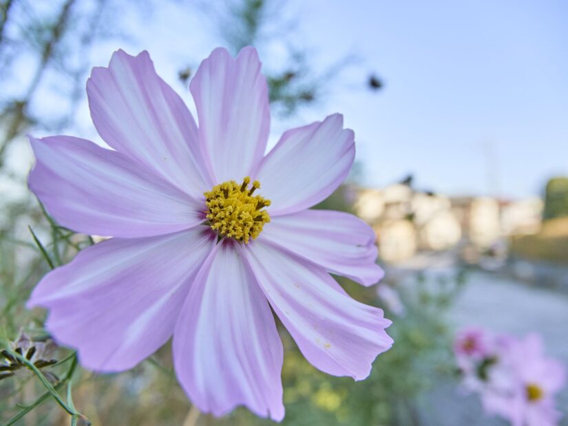 OM-3 ( f/4, 1/800sec, ISO-200, 12mm )