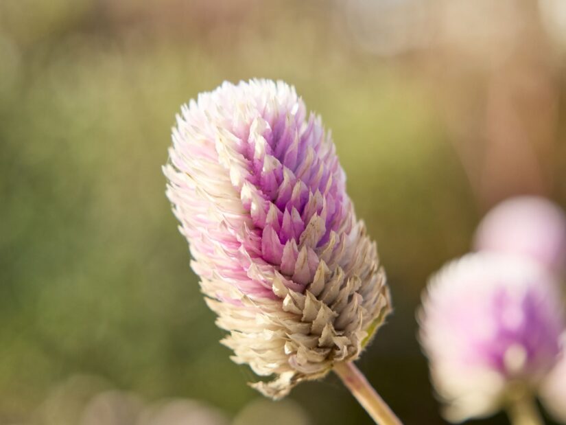 OM-3 ( f/4, 1/640sec, ISO-200, 45mm )