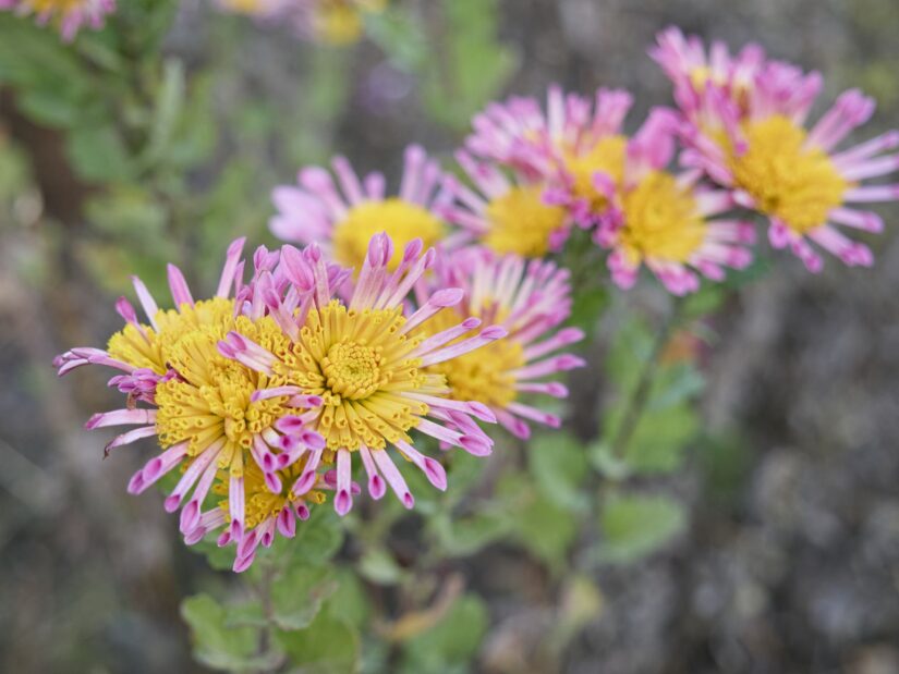 OM-3 ( f/4, 1/200sec, ISO-200, 32mm )