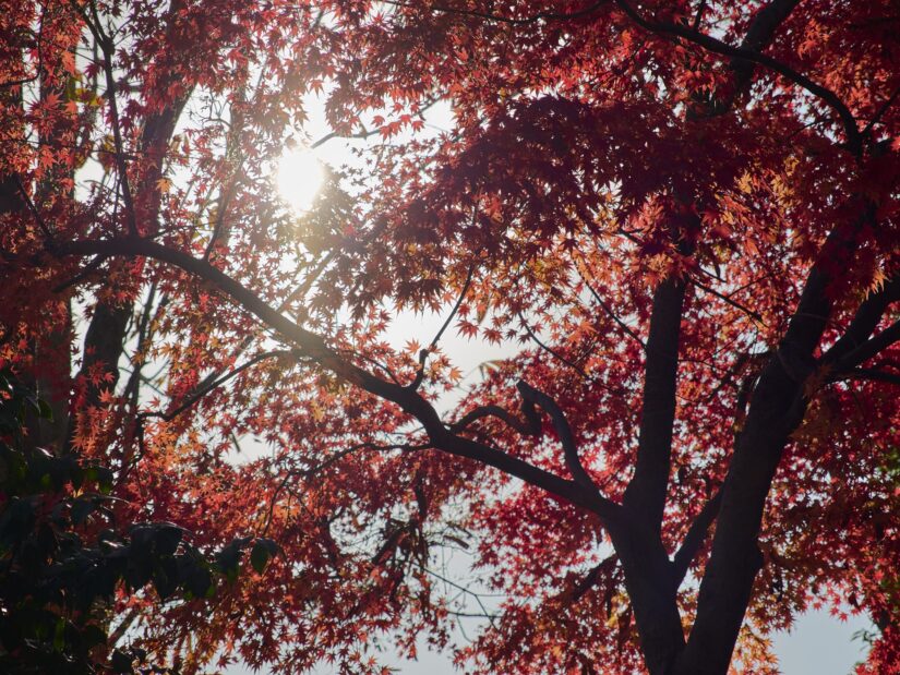 OM-3 ( f/4, 1/2500sec, ISO-200, 45mm )