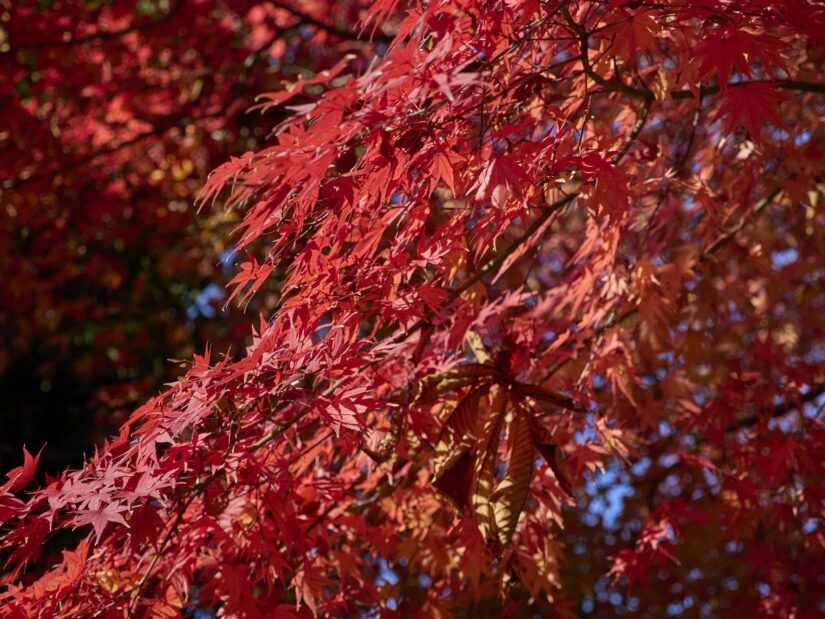 OM-3 ( f/4, 1/640sec, ISO-200, 45mm )