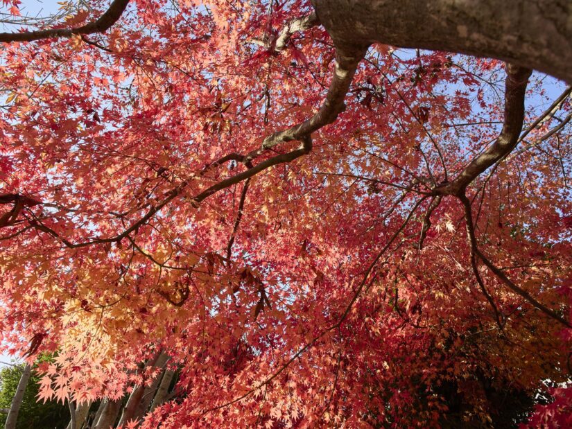 OM-3 ( f/5.6, 1/320sec, ISO-200, 12mm )