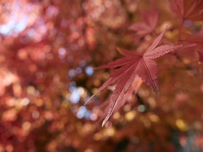 OM-3 ( f/4, 1/250sec, ISO-200, 12mm )