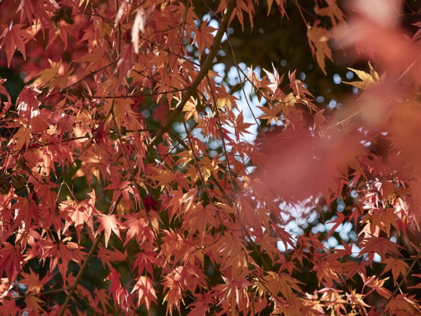 OM-3 ( f/4, 1/250sec, ISO-200, 45mm )