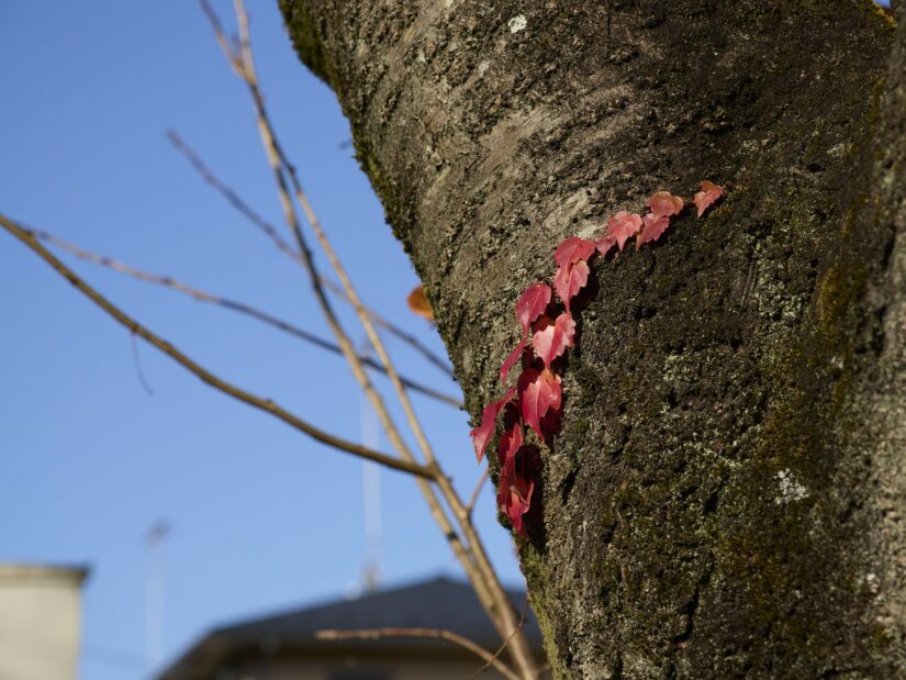 OM-3 ( f/5, 1/1250sec, ISO-200, 45mm )