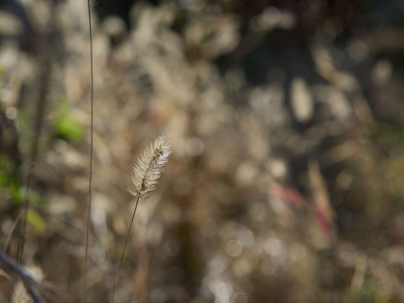 OM-3 ( f/4, 1/1600sec, ISO-200, 45mm )