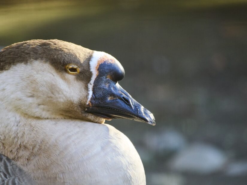 OM-3 ( f/6.3, 1/125sec, ISO-1600, 400mm )