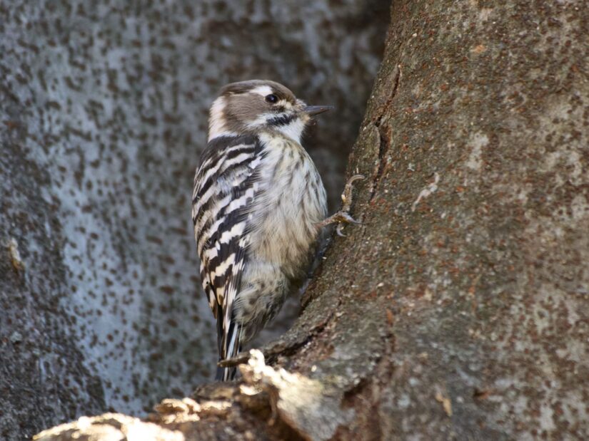 OM-3 ( f/6.3, 1/320sec, ISO-4000, 400mm )