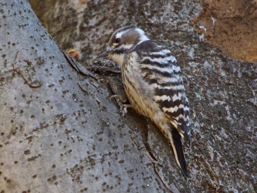 OM-3 ( f/6.3, 1/320sec, ISO-3200, 400mm )