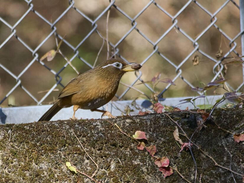 OM-3 ( f/6.3, 1/200sec, ISO-500, 400mm )