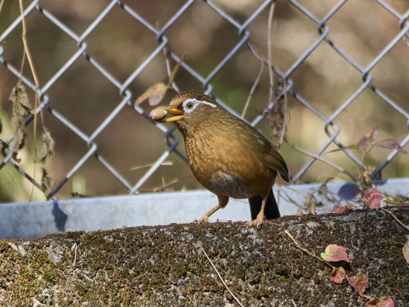 OM-3 ( f/6.3, 1/200sec, ISO-500, 400mm )