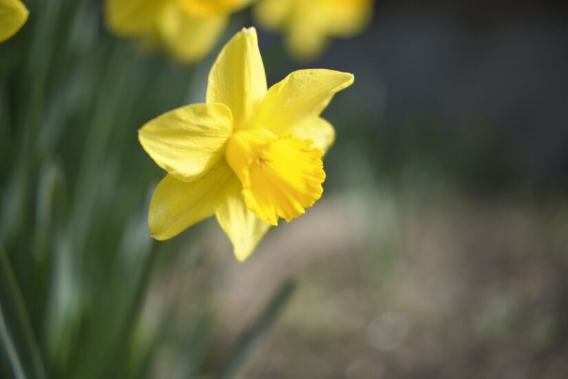 X-M5 ( f/2, 1/5000sec, ISO-320, 35mm )