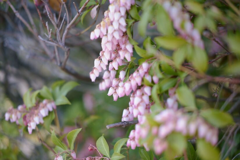 X-M5 ( f/2, 1/2900sec, ISO-800, 35mm )