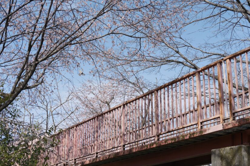 X-M5 ( f/5.6, 1/1000sec, ISO-320, 35mm )