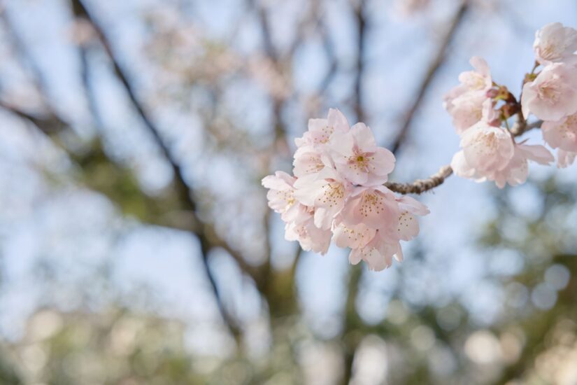 X-M5 ( f/5, 1/600sec, ISO-320, 35mm )