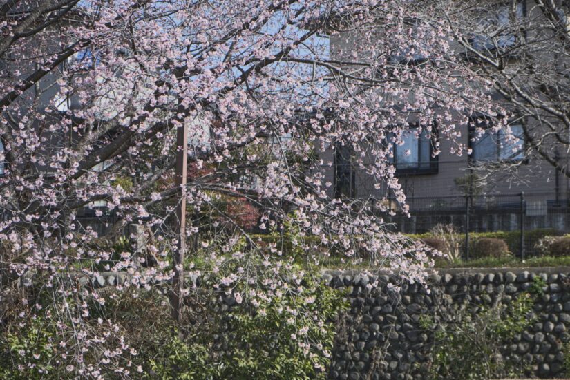 X-M5 ( f/4, 1/1400sec, ISO-320, 55mm )