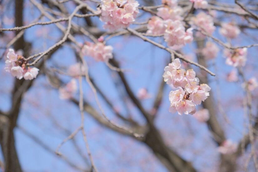 X-M5 ( f/4.5, 1/1700sec, ISO-320, 55mm )