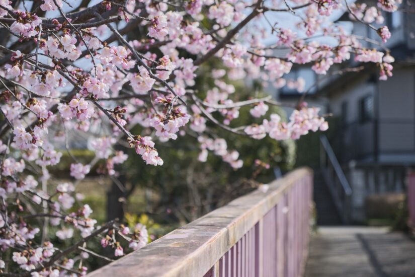 X-M5 ( f/4, 1/1250sec, ISO-320, 55mm )