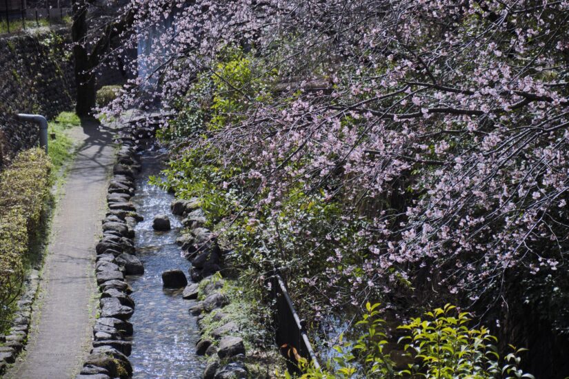 X-M5 ( f/4, 1/1100sec, ISO-320, 55mm )