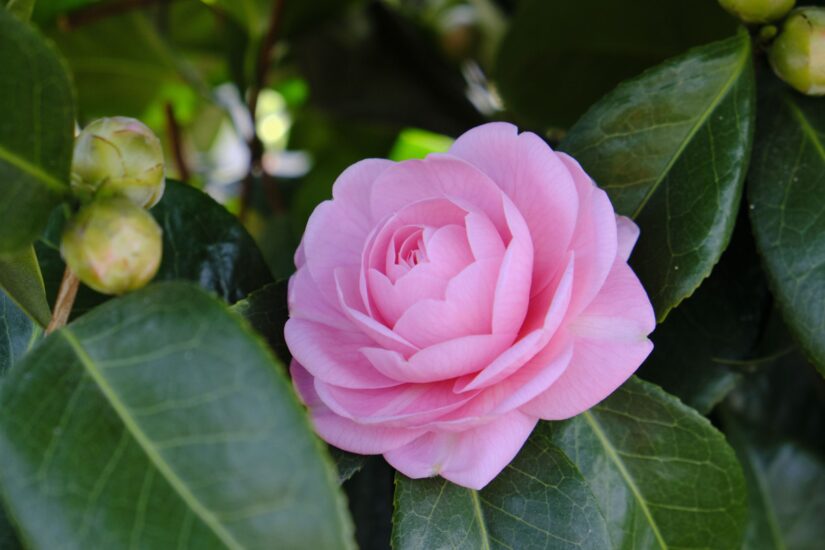 X-M5 ( f/6.4, 1/160sec, ISO-500, 55mm )