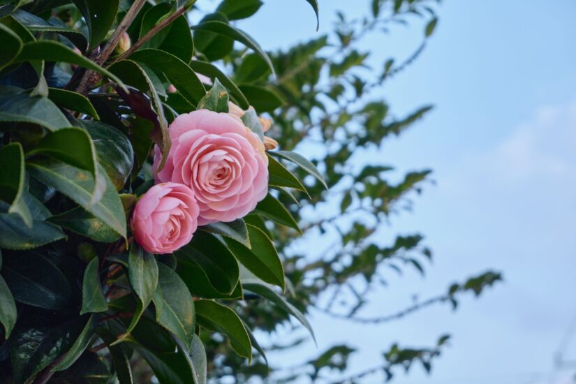 X-M5 ( f/5.6, 1/140sec, ISO-400, 45mm )