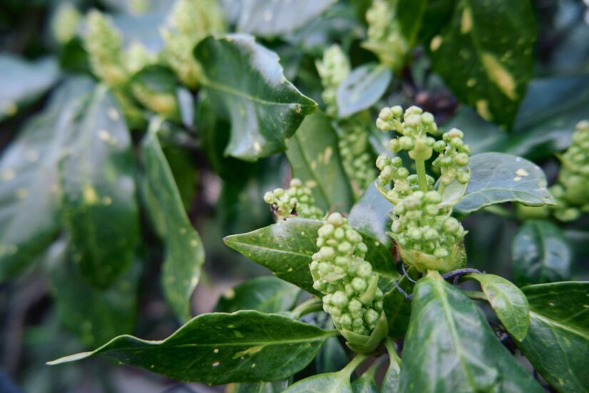 X-M5 ( f/3.5, 1/100sec, ISO-640, 15mm )