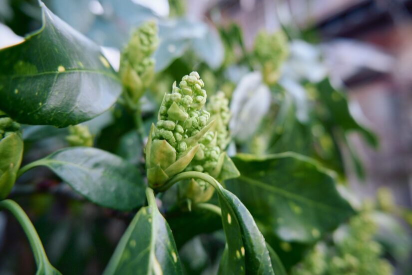 X-M5 ( f/3.5, 1/100sec, ISO-500, 15mm )