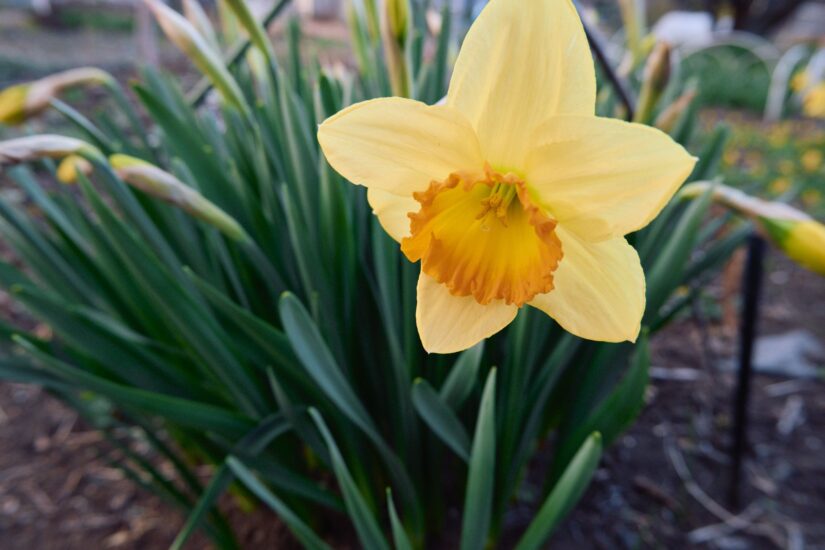 X-M5 ( f/5.6, 1/100sec, ISO-1000, 16.6mm )